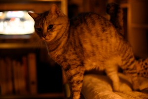 寒風や座布団並べ読む思想、0km, 20251207