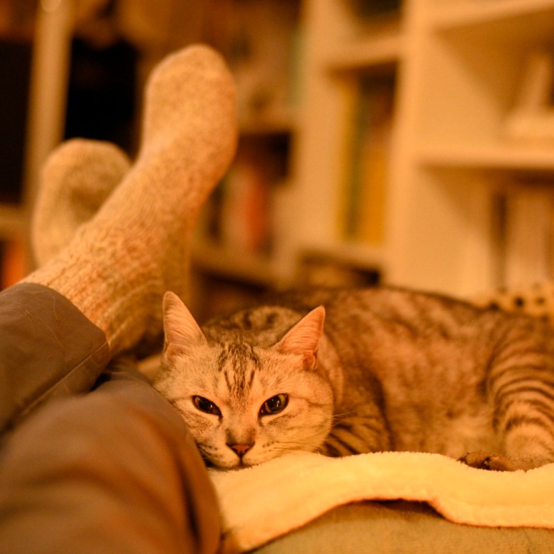 レノン忌や蕪村池澤顕子辞書、0km, 20251209