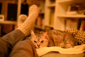 レノン忌や蕪村池澤顕子辞書、0km, 20251209