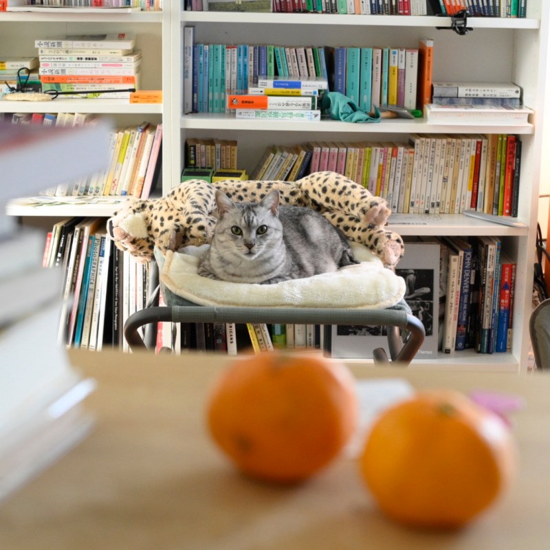 文庫本買ふ知らぬ街インバネス、0km, 20251210