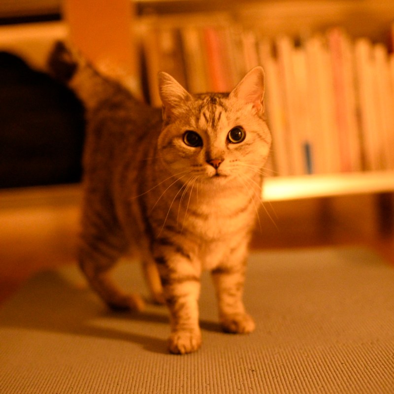 寒風や猫の御腹の匂ひ嗅ぐ、0km, 20251212