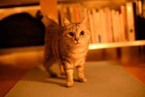 寒風や猫の御腹の匂ひ嗅ぐ、0km, 20251212
