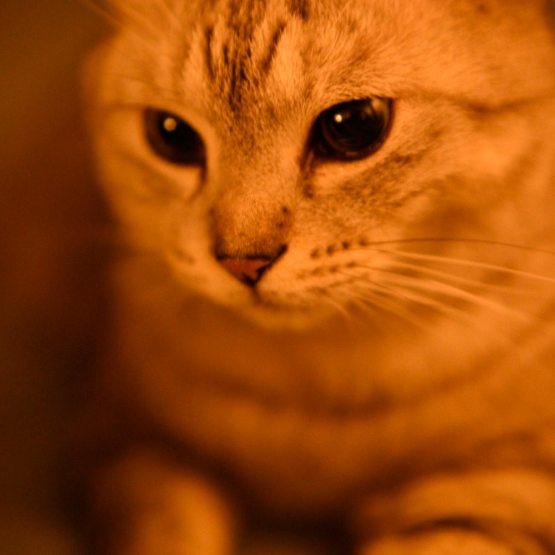 俎板の青葱刻み虚無になる、0km, 20251215