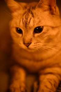 俎板の青葱刻み虚無になる、0km, 20251215