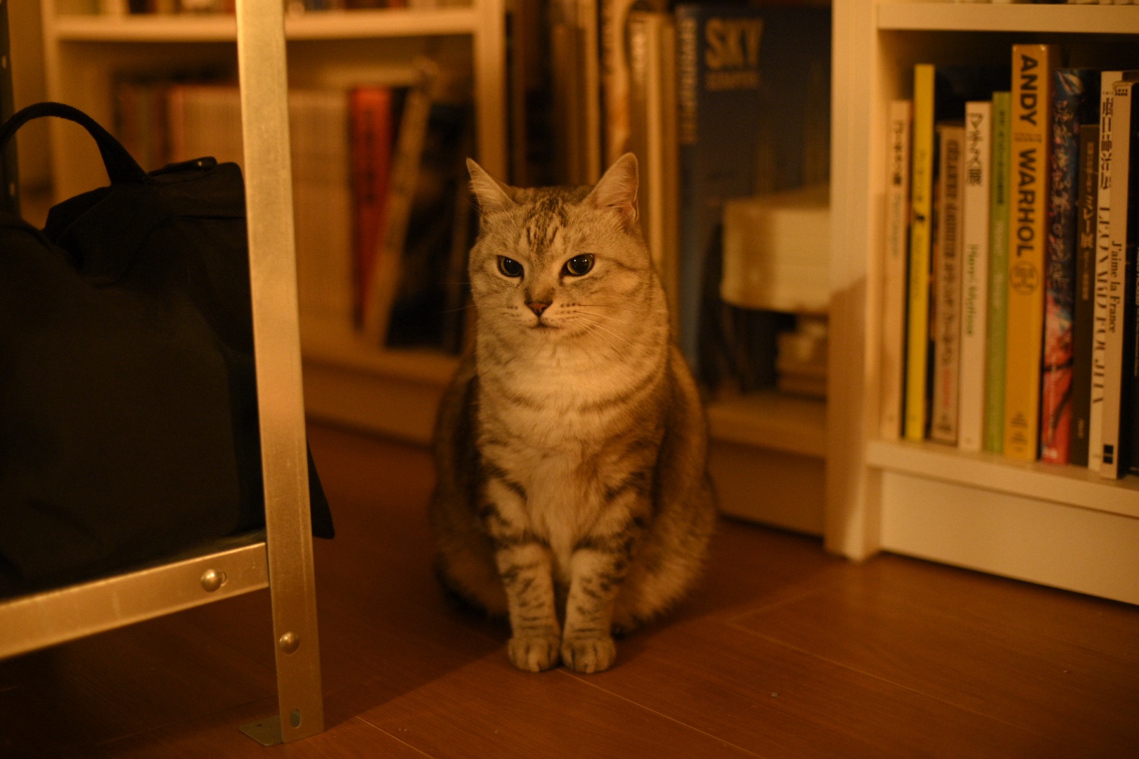 瞑想の自由は我に冬旱、0km, 20251216