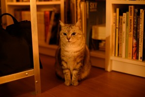 瞑想の自由は我に冬旱、0km, 20251216