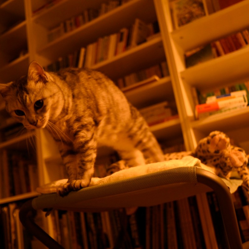 郊外に吐く息白く家に着く、0km, 20251217