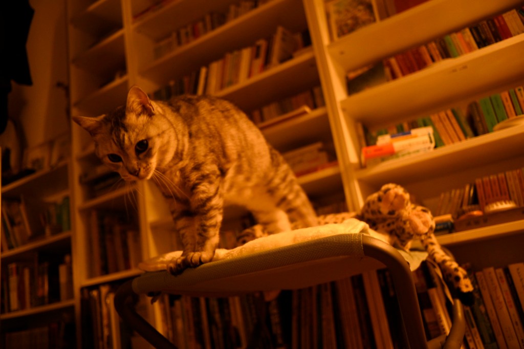 郊外に吐く息白く家に着く、0km, 20251217