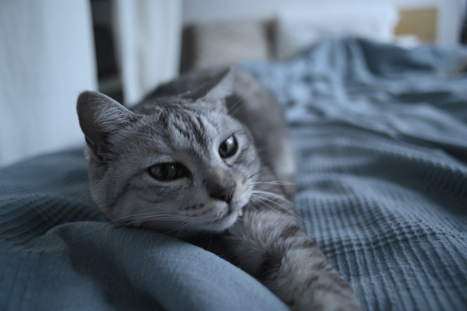 古書買ひて我独りなり年忘れ、18km, 20251218