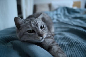 古書買ひて我独りなり年忘れ、18km, 20251218