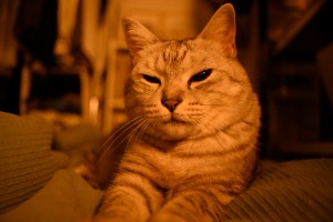 忙しさに為す術もなし年の暮、0km, 20251219