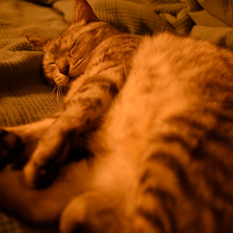 湯気立てゝ猫の寝言を悟りけり、0km, 20251220