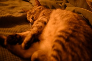 湯気立てゝ猫の寝言を悟りけり、0km, 20251220