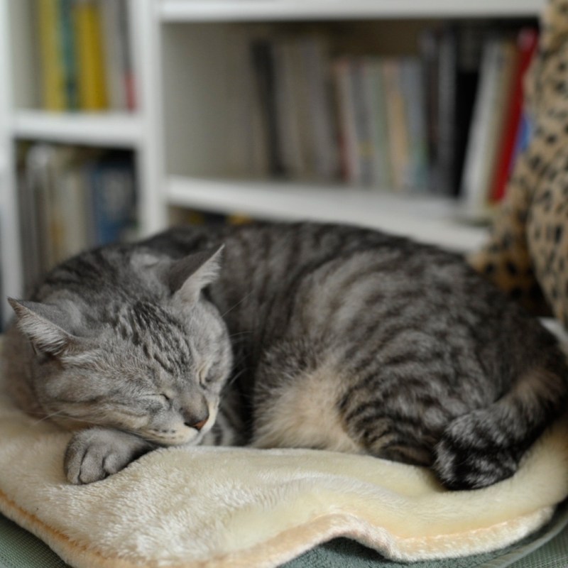 ひそやかに降り北に去る冬の雨、0km, 20251221