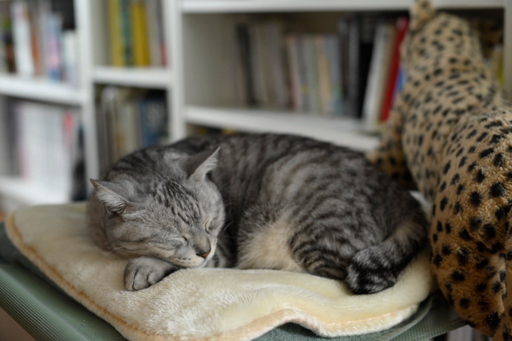 ひそやかに降り北に去る冬の雨、0km, 20251221