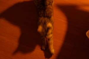 先のこと明日に送りて冬至の日、0km, 20251222