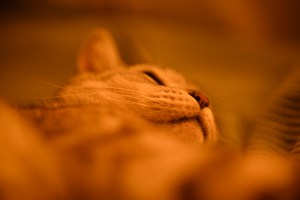 スチームやしみじみと読む死生観、0km, 20251224