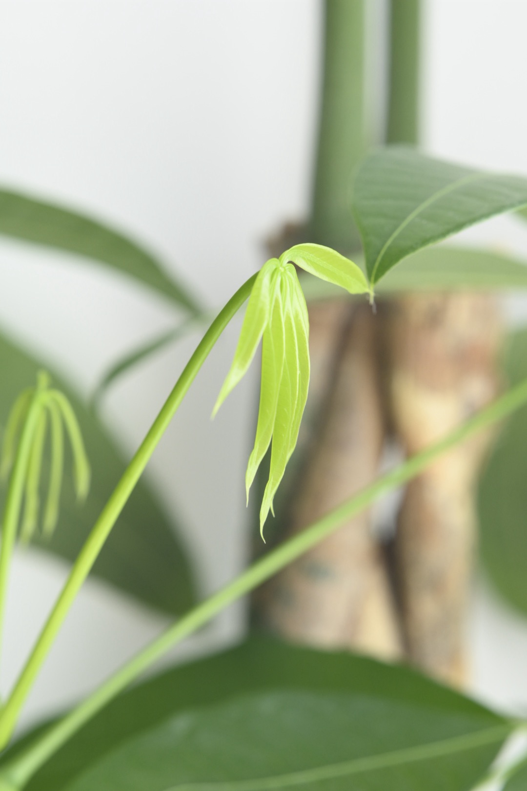 異国へと漂ふ我ら年忘れ、0km, 20251226