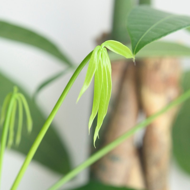 異国へと漂ふ我ら年忘れ、0km, 20251226