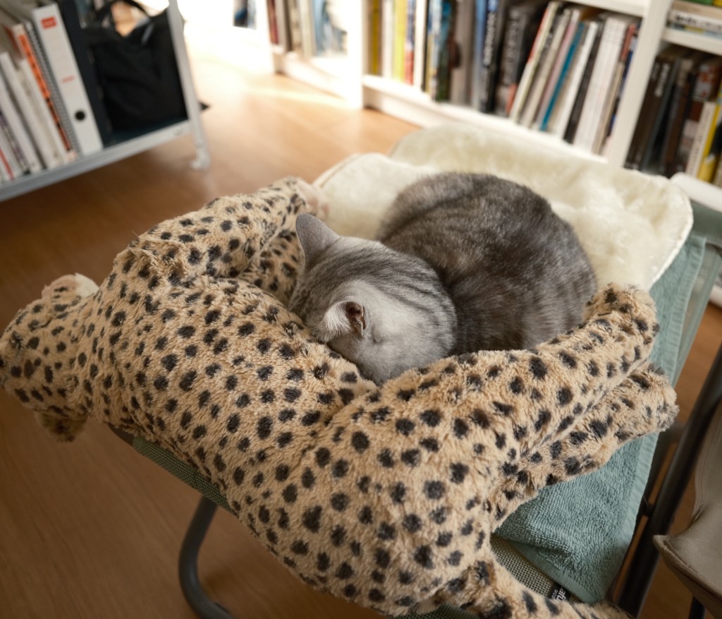 その意義を辞書に頼りてクリスマス、0km, 20251225