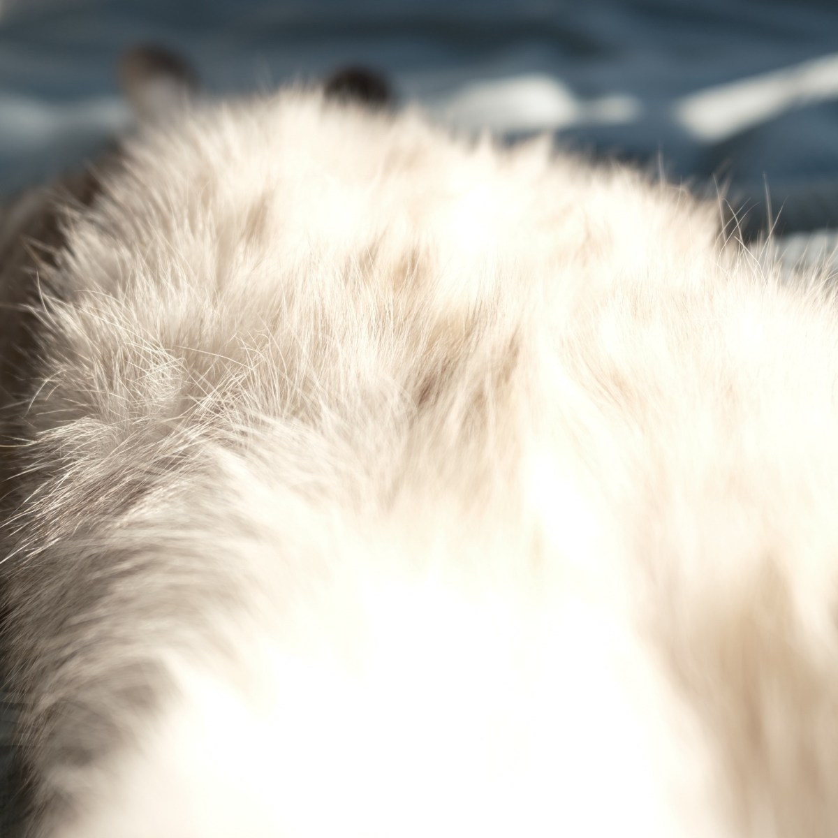 腹に日を当て光る猫こつごもり、0km, 20251230