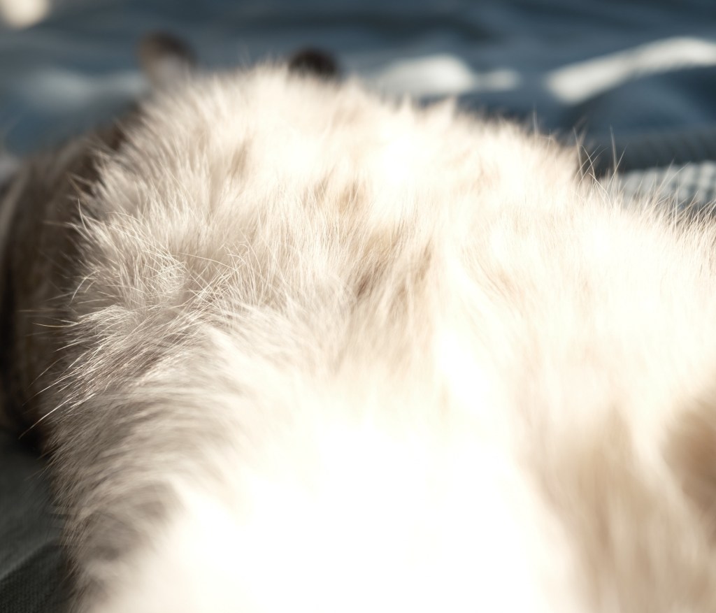 腹に日を当て光る猫こつごもり、0km, 20251230