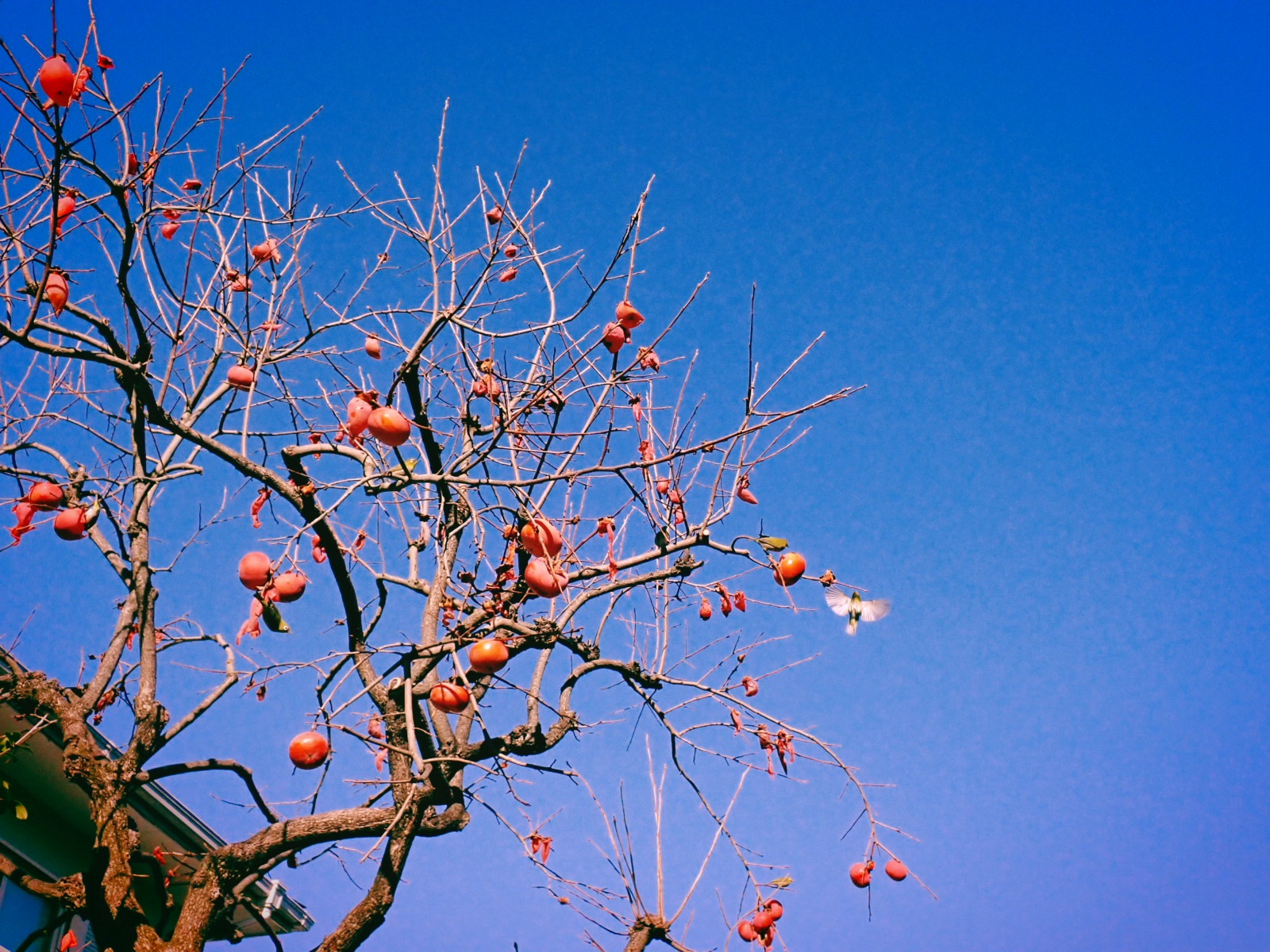 めでたさは外界にあり事務始、8km, 20260104