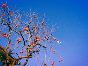 めでたさは外界にあり事務始、8km, 20260104