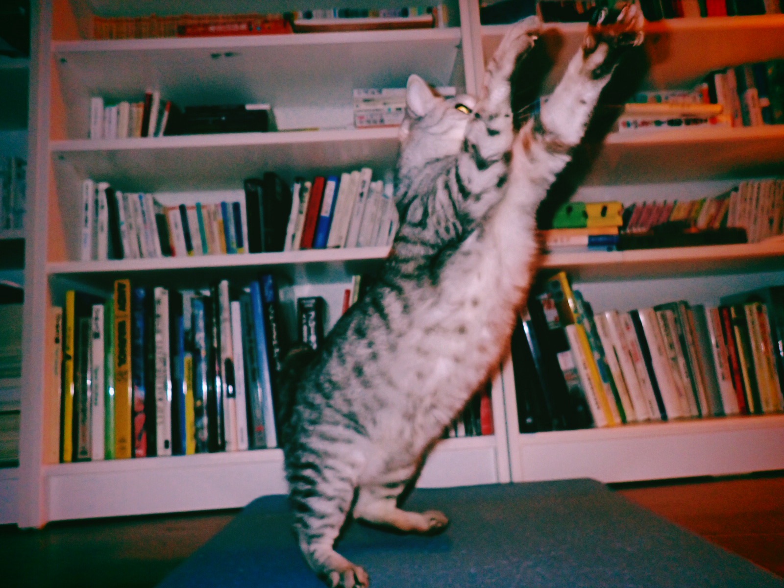 小寒や月は夜景の奥に出づ、0km, 20260105