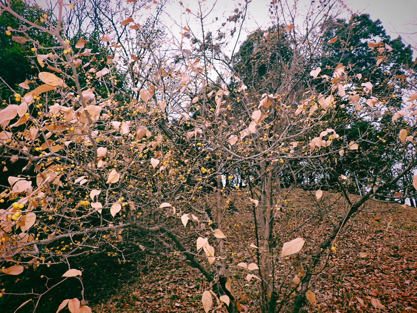 臘梅は清廉の花我は下卑、0km, 20260107