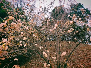 臘梅は清廉の花我は下卑、0km, 20260107