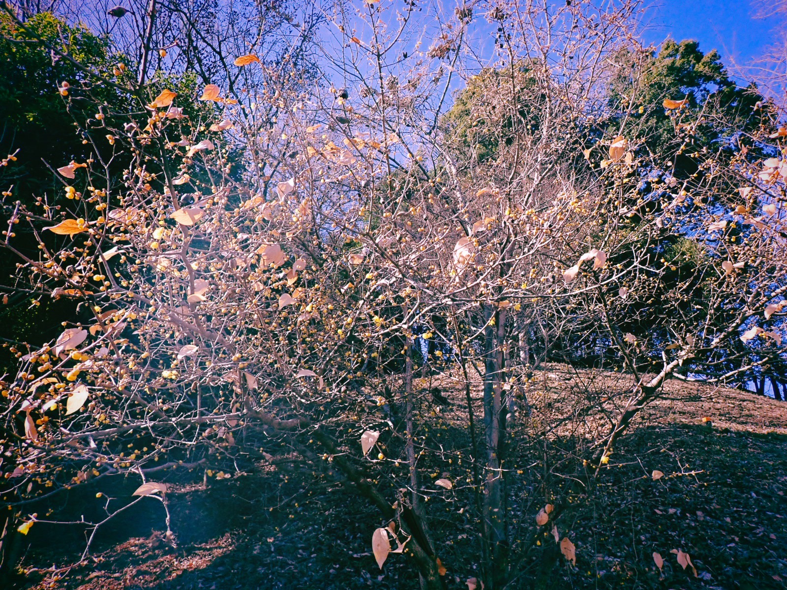 春待つやおほ谷崎のおもふつぼ、0km, 20260109