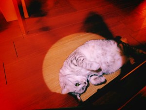 寒梅や更けゆく街を眼下にす、3km, 20260119