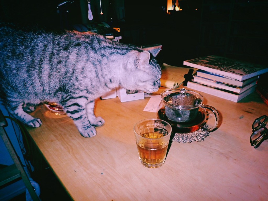 ゆたゆたと猫の御腹や冬終る、0km, 20260130