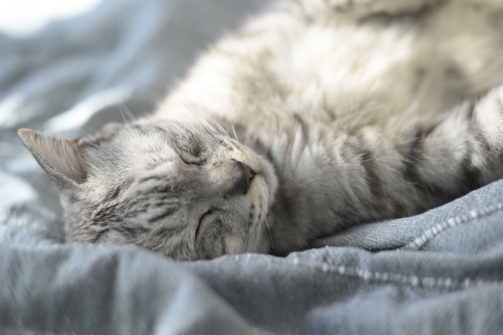 なにもせぬまゝ日の暮れて花の春、0km, 20260101