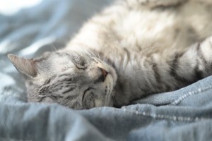 なにもせぬまゝ日の暮れて花の春、0km, 20260101