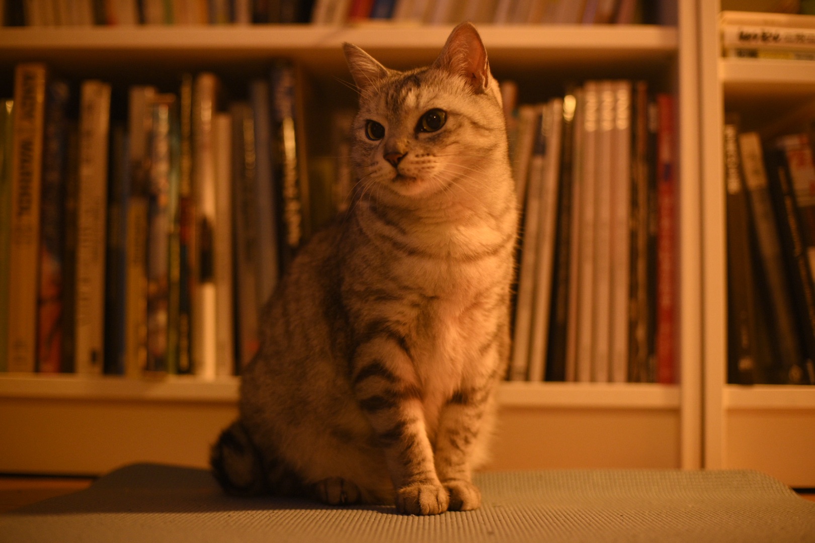 長湯して手引書めくる寒九かな、0km, 20260106