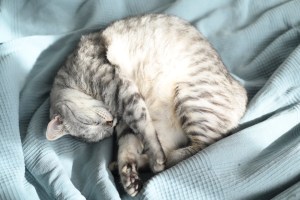 にんじんを刻む愉しさ我にあり、0km, 20260110