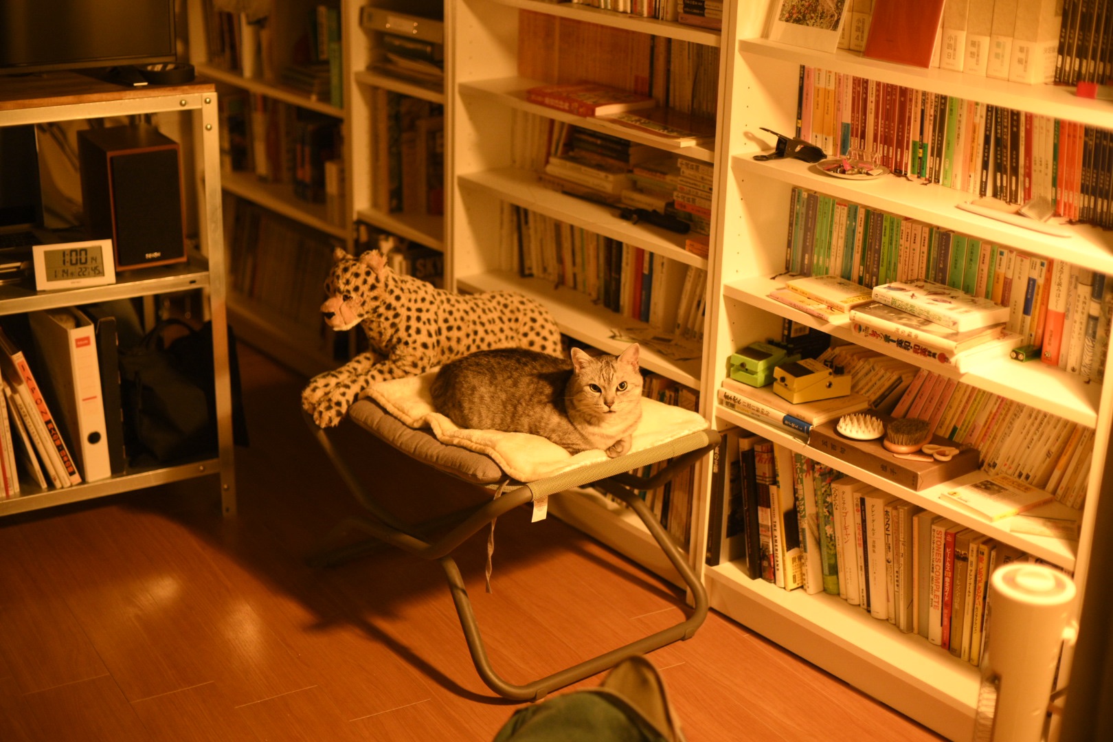 印刷の匂ひ満ちたる寒日和、5km, 20260113