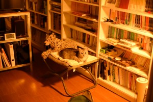 印刷の匂ひ満ちたる寒日和、5km, 20260113