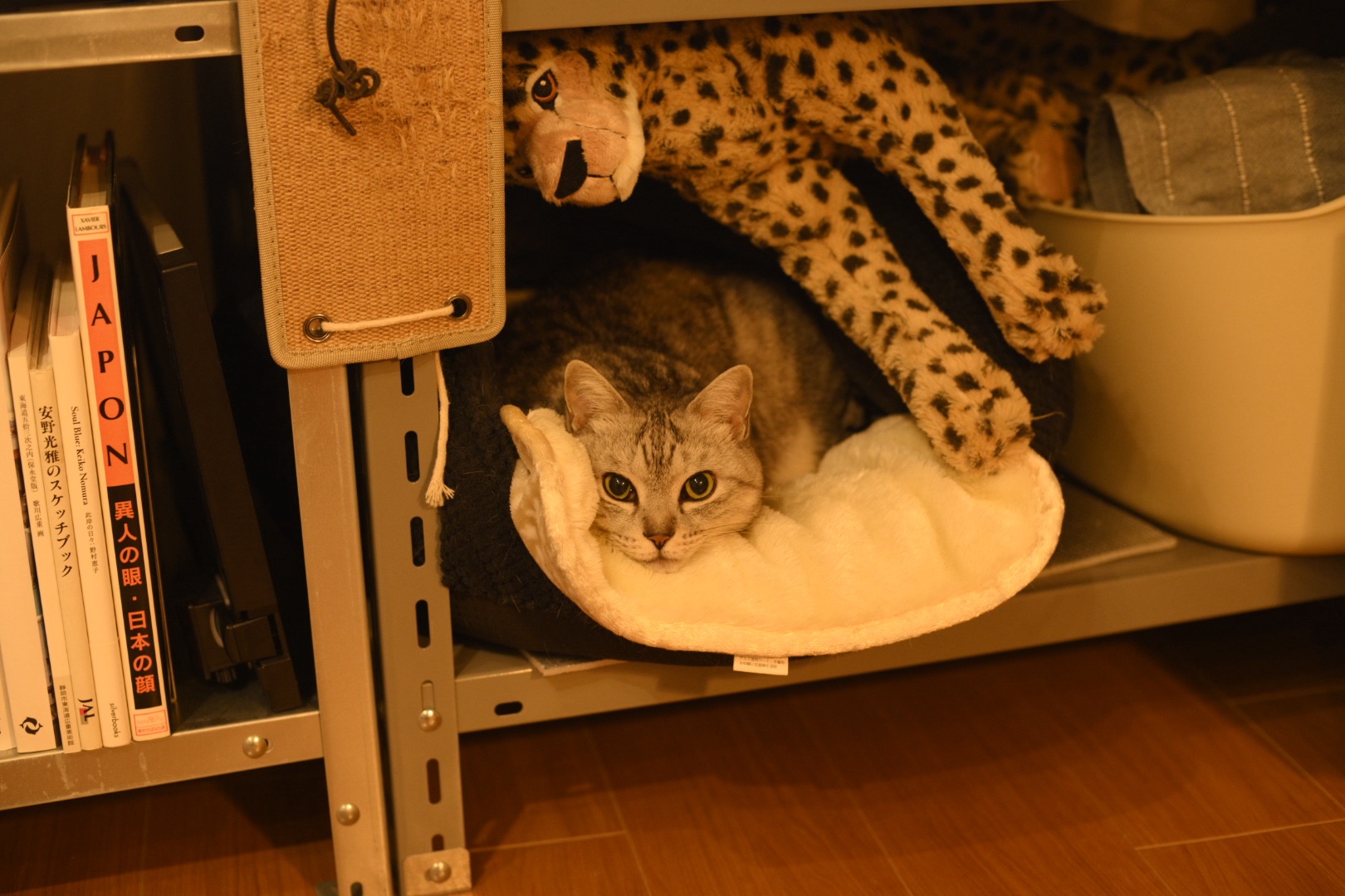 大寒や資料をめくる指かたく、0km, 20260120