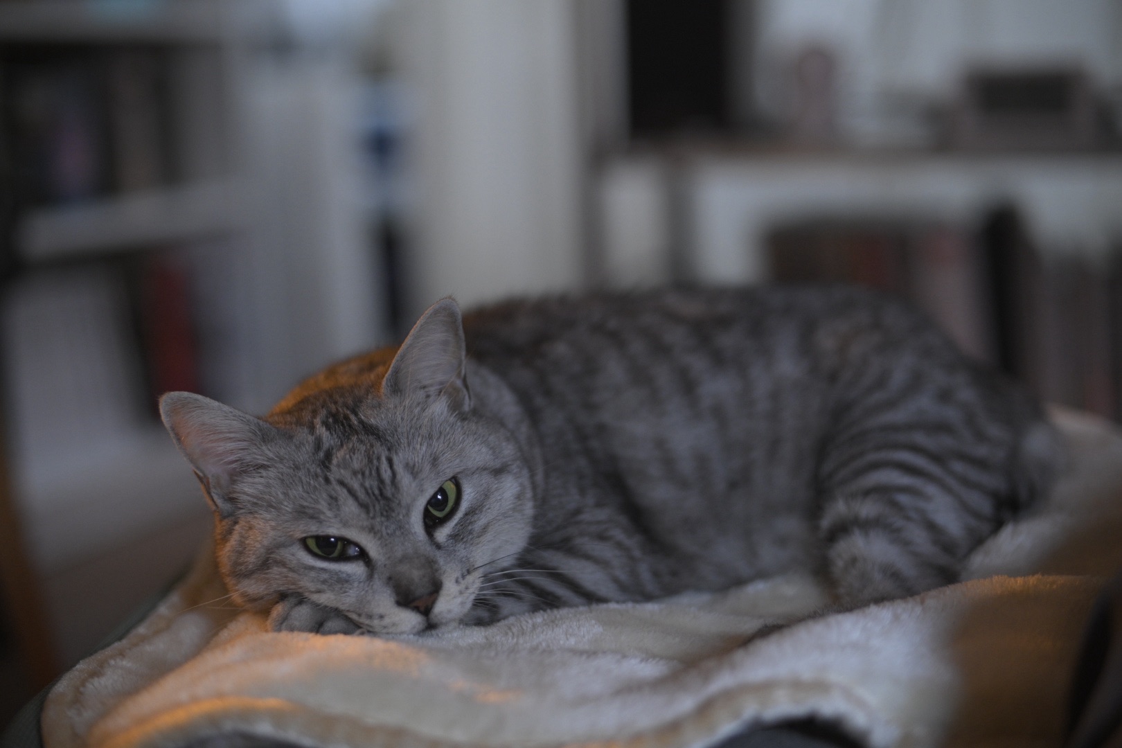 家にをりニュースみてゐる雪催、0km, 20260121