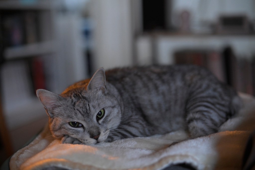 家にをりニュースみてゐる雪催、0km, 20260121