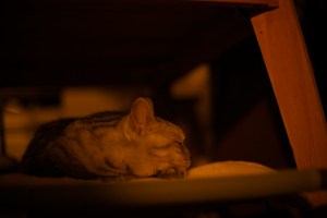 春待つや為すべきことの二三あり、0km, 20260123