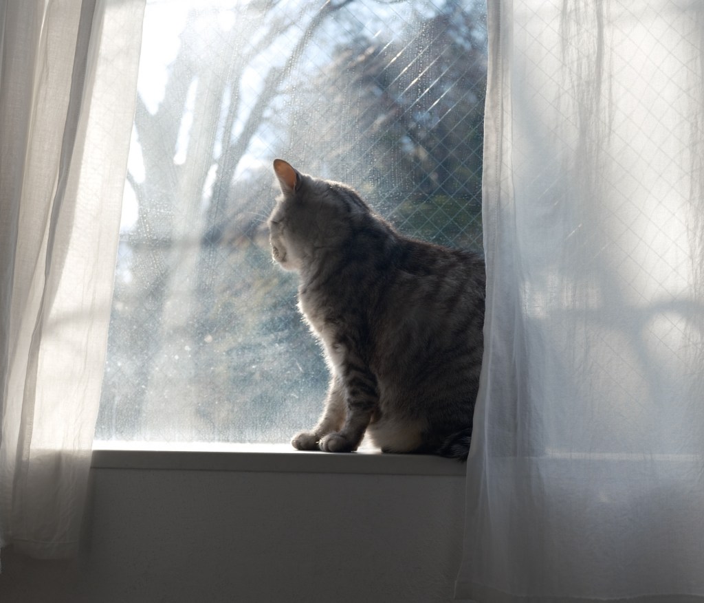 一月の川に射す日のたしかさよ、30km, 20260124