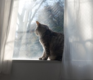 一月の川に射す日のたしかさよ、30km, 20260124