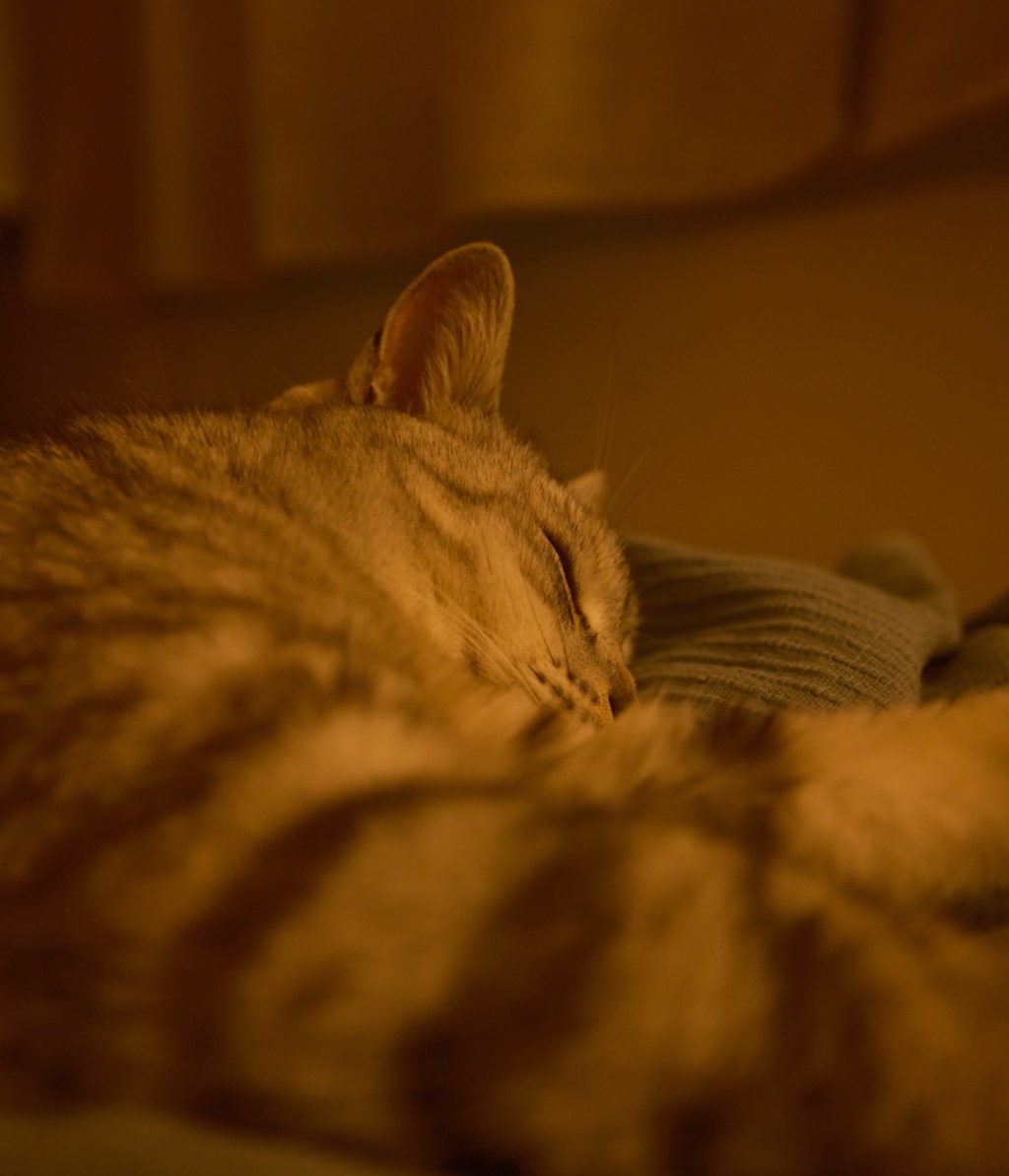 フィルム巻く手応へうれし春隣、0km, 20260125