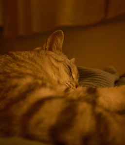 フィルム巻く手応へうれし春隣、0km, 20260125