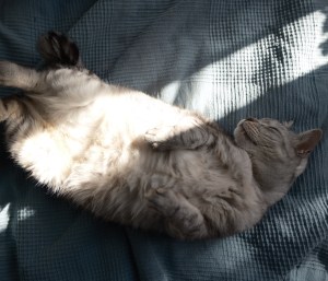 冬の夜や主人の椅子に座る猫、0km, 20260108