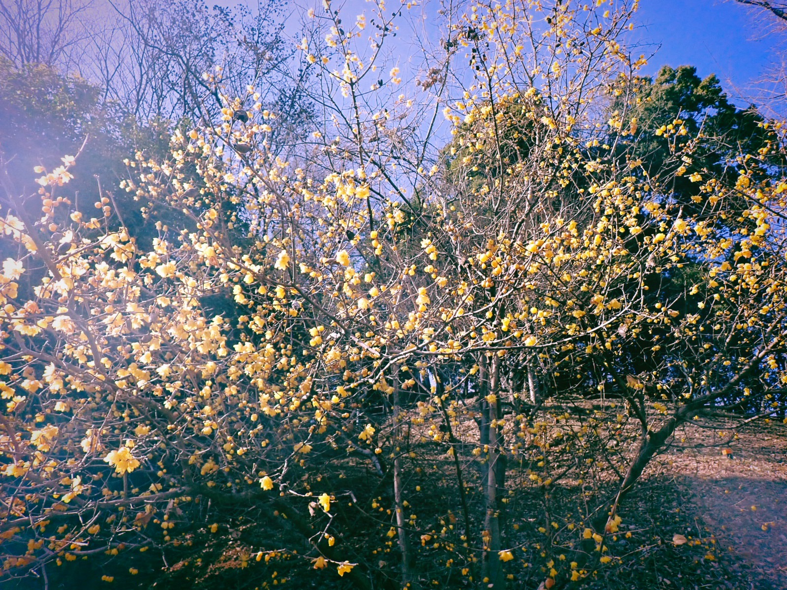 臘梅を見てゐて落伍者となれり、0km, 20260202